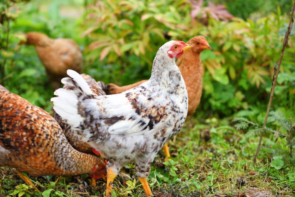 Hens in field organic farm. Free range organic chickens on a lawn