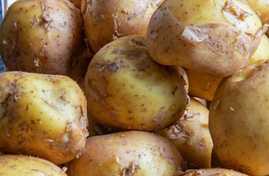 Thanksgiving Potato Extraordinaire -La Bonnotte