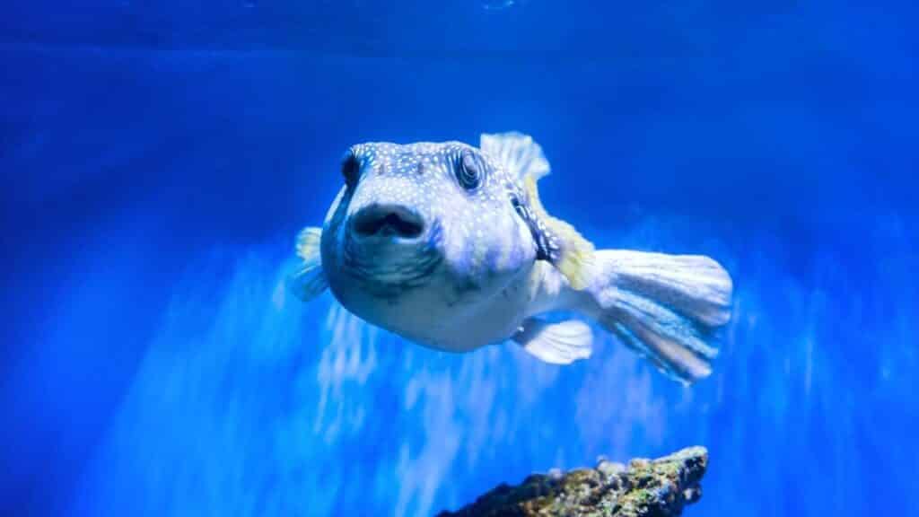 Fugu Pufferfish